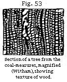 Figure 53 - Petrified wood in coal showing texture