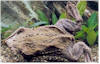 Famous Surinam Toad - a totally aquatic anomaly